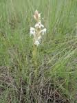Image result for Satyrium buchananii