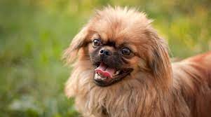 15 funny pictures describing typical day of pekingese. Pekingese Dog Breed Information Facts Traits Pictures More