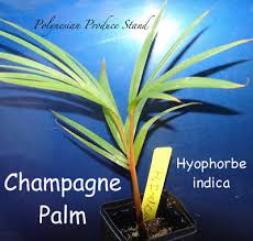 Image result for Hyophorbe indica