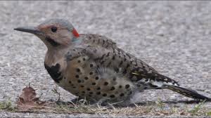 They fledge when they're three or four weeks old and almost as big as their parents—11 or 12 inches long. Northern Flicker Male Yellow Shafted 9 8 2018 Hd Youtube