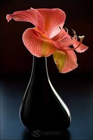 Amaryllis Beautiful Flowers Flowers Name List Flowers