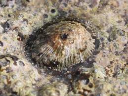 Image result for Patella aspera