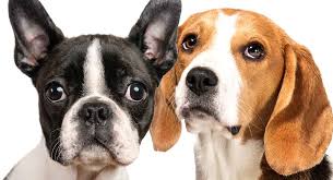 This will give us a good idea about the boston terrier pug mix's characteristics. Boston Terrier Mixes The Cutest Hybrids Of This Famous Breed