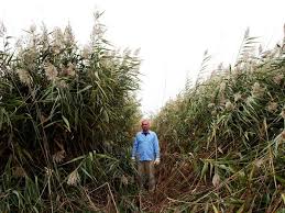 Image result for Phragmites