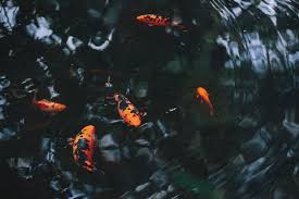 We did not find results for: Check Your Source A Lesson Learned From A Koi Pond By Alissa Mcclure Medium