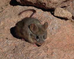 Image result for Lipotriche robinsonii