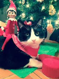 Elf On The Shelf Ideas Decorating The Cat Elf Cats Christmaskitty Elf On The Shelf Christmas Cats Elf