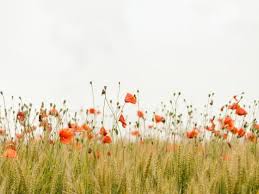 Memories of Angel Lillian Price