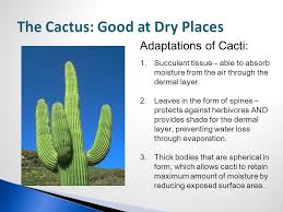 Cactus is incredibly useful, some can even supply a tasty treat or moisture. Origins Of Plant Life And Plant Adaptations Ppt Download