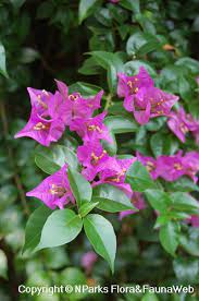 Check spelling or type a new query. Bougainvillea Elizabeth Angus