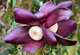 Image result for Lecythidaceae