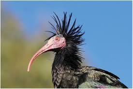 40,159 views, added to favorites 103 times. Saving Species Part Iii Scientific Foundations Of Zoos And Aquariums