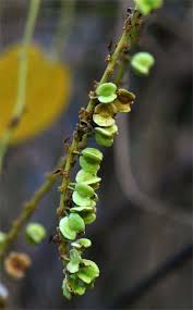 Image result for Gouania scandens