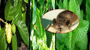 Anda akan semakin jengkel jika menjumpai jejaknya (misalnya kotoran atau bahkan sarang) di lemari. Tikus Paling Benci Dengan 3 Daun Ini Sangat Berkesan Untuk Halau Tikus Di Rumah Rencah Rasa
