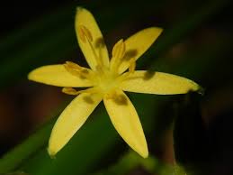 Image result for Hypoxis kilimanjarica