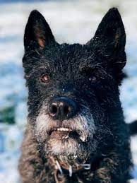 Below is the list of dogs that are listed on our site needing rescue. The Ruwharr Or Rough Coat Dutch Uk Ruwhaar Dutch Herders Facebook