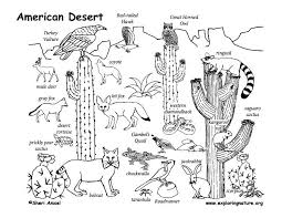 Draw An American Desert Desert Drawing Desert Ecosystem Desert Animals
