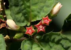 Image result for Calvoa orientalis