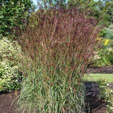 Image result for Andropogon textilis