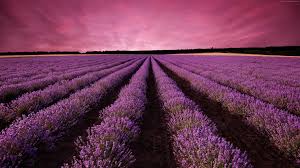 4k Lavender Fields Wallpaper Kolpaper Awesome Free Hd Wallpapers Clouds above the lavender field. 4k lavender fields wallpaper kolpaper