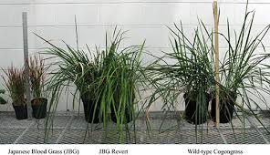 Image result for Sorghastrum incompletum