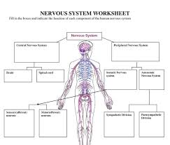 Nervous system diagram overview of neuron structure and function article khan academy. Central Nervous System Diagram Blank Central Nervous System Diagram Blank World Of Reference Autonomic Nervous System Ans Centers Nuclei Tracts Ganglia And Nerves Involved In The Unconscious Regulation Of Visceral