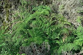 Image result for Hypolepis