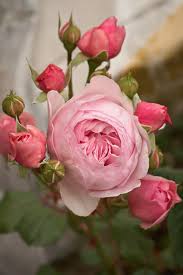 Image result for rose images
