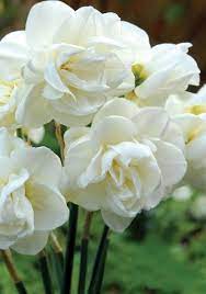 Rose Of May Beautiful Flowers Pretty Flowers Flowers
