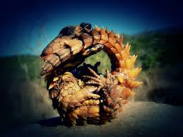 「Cordylus cataphractus」の画像検索結果