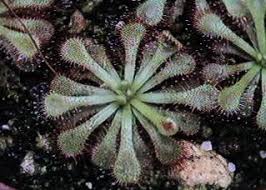 Image result for Drosera natalensis