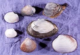 beach assessment clam identification key king county