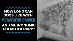 Sometimes, lung cancer comes back after you've had treatment. How Long Can Dogs Live With Metastatic Cancer And Metronomic Chemotherapy Vlog 105 Youtube