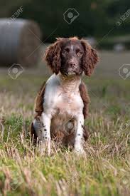 Check spelling or type a new query. Young Springer Spaniel Dog Sitting A A Field Stock Photo Picture And Royalty Free Image Image 64216370