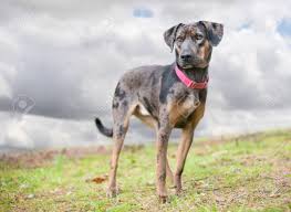 A Merle Catahoula Leopard Dog Mixed Breed Dog Outdoors Wearing Stock Photo Picture And Royalty Free Image Image 117225129