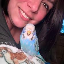 Cheese" Mexican Amberwing looks like it's smiling for the camera