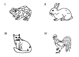 Difference between carnivores, herbivores and omnivores by looking at their teeth. Haiwan Omnivor