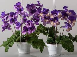 Image result for Streptocarpus aff. michelmorei