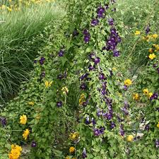 Image result for Asarina