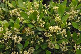 Image result for Ekebergia