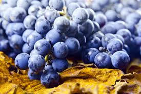 Cabernet sauvignon, pinot noir, chardonnay, etc. Scientists Turn To Wild Grape Species For Hardier Wine Grapes