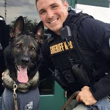 K 9 Shep Police Dogs K9 Police Dogs Military Dogs