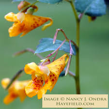 Image result for Impatiens zombensis