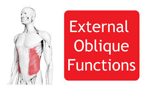 Once you can feel your external obliques activating (a squeezing feeling at the left side of your waist) then focus work your way from bottom to top, and feel the back, sides and front of your left side ribs, moving each higher rib. External Oblique Abdominal Muscle Origin Function And All