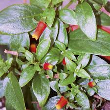 This vine is a beautiful perennial that will reseed itself and will grace your garden for years to. Candy Corn Vine Manettia Bicolor My Garden Life