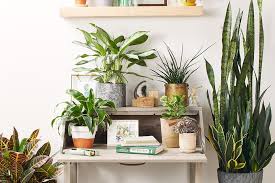 Hampir semua bagian dari bunga krisan beracun untuk hewan peliharaan. Jangan Tertipu Tampilannya Ini Dia 7 Tanaman Hias Beracun