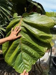 Image result for Grewia pubescens