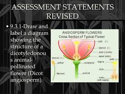 Draw and label the internal and external structures of a named dicotyledonous seed.(don't forget to name it!)draw and label a plan diagram of a dicot stem. Ppt Plant Diversity Ii The Evolution Of Seed Plants Part Ii Powerpoint Presentation Id 3069227