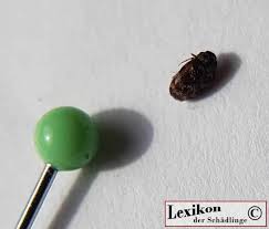 Brotkäfer oder holzwurm im kleiderschrankn im sofa? Australischer Teppichkafer Lexikon Der Schadlinge Erkennen Und Bekampfen