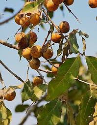 Image result for Diospyros consolatae